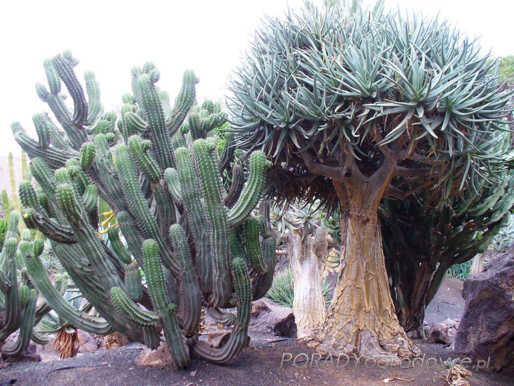 gigantyczny kaktus