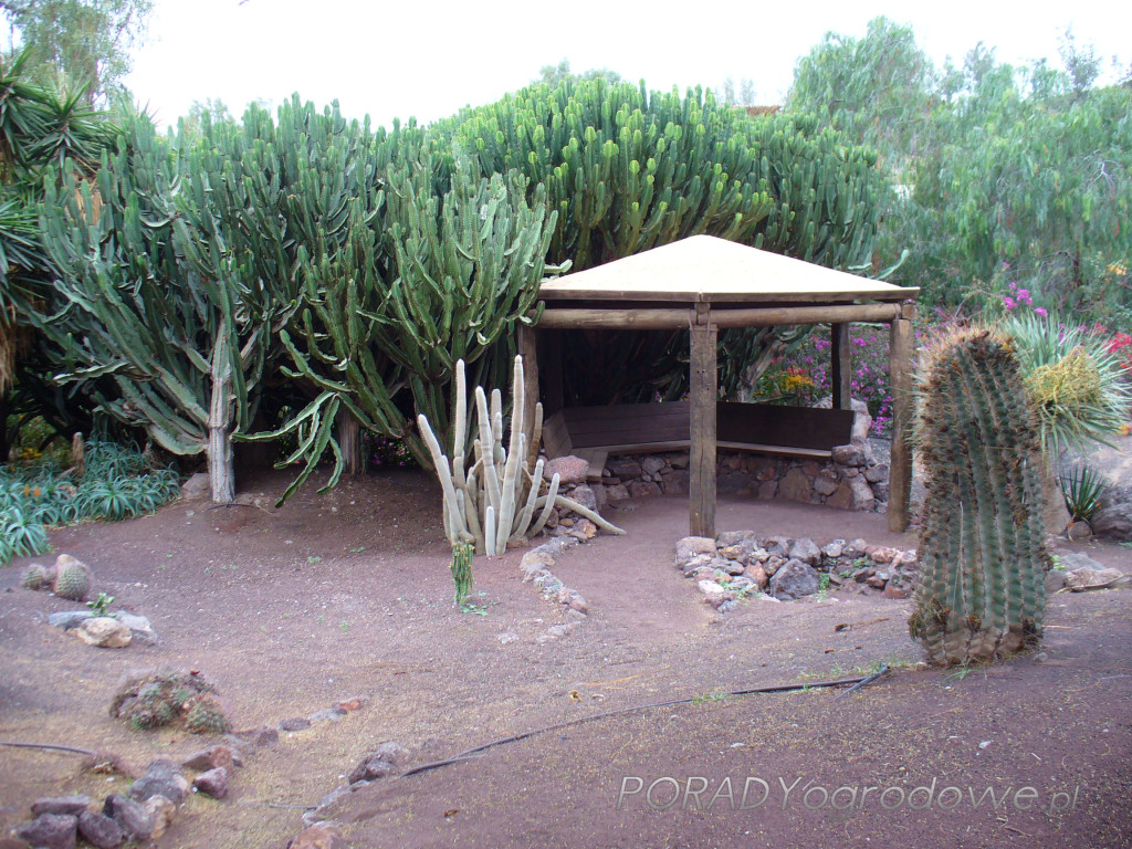 ogród botaniczny Fuertaventura