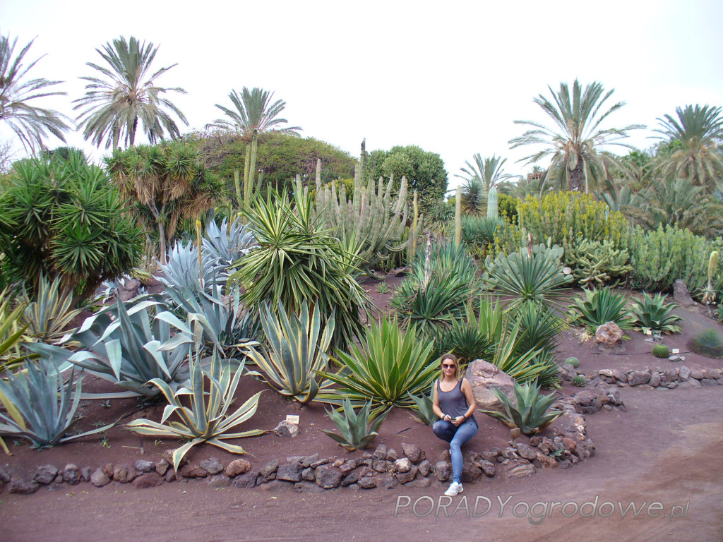 ogród botaniczny kaktusów