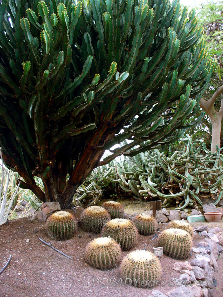 gigantyczny kaktus