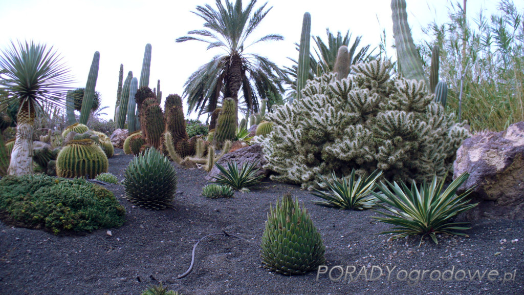 ogród kaktusów