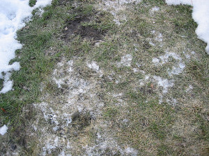 choroby-trawnika-pleśń-śniegowa