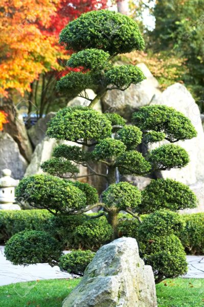 drzewko bonsai
